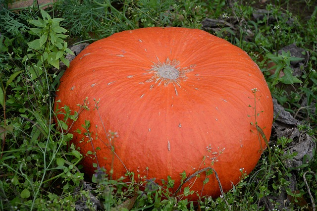 Hachi parmentier d'halloween